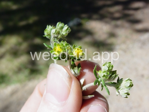 cinquefoil, silvery